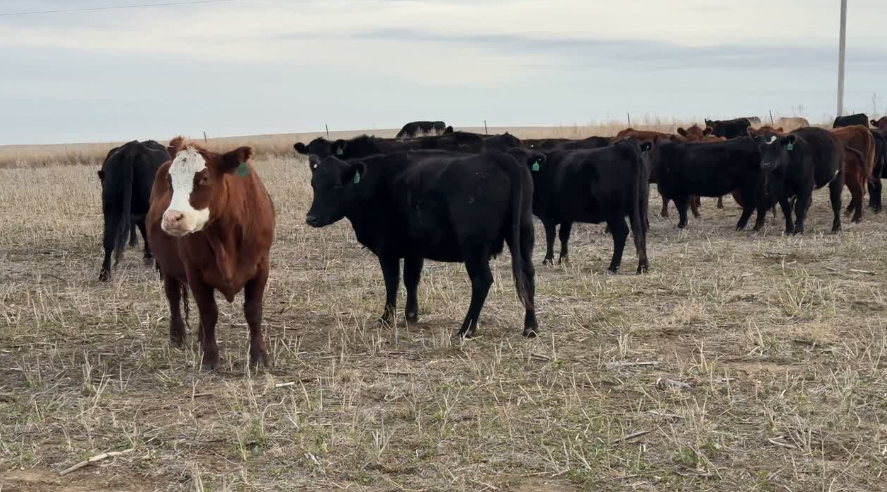 Big, honest group of hardworking cows priced right and ready to raise calves-BC1120C5